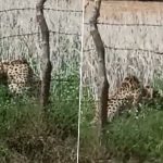Cheetah Oban From Namibia Ventures Out of Kuno National Park, Enters Jhar Baroda Village in Vijaypur Leading To Panic Amongst Villagers (Watch Video)